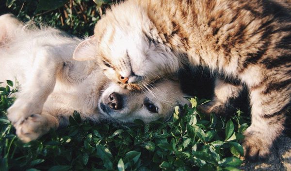 Cane e gatto Immagine di cane e gatto
